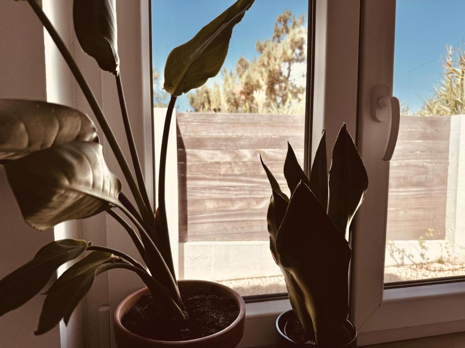 Saone Guesthouse & Coworking エリセイラ エクステリア 写真